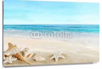 Lienzo Conchas y estrellas de mar en playa